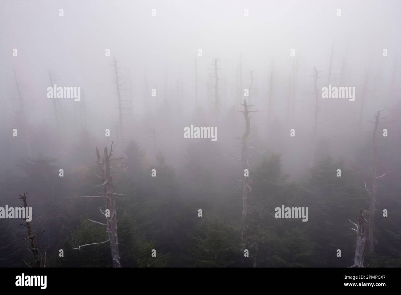 Dead trees in the mist at Clingmans Dome in Great Smoky Mountains National Park, USA; Tennessee, United States of America Stock Photo