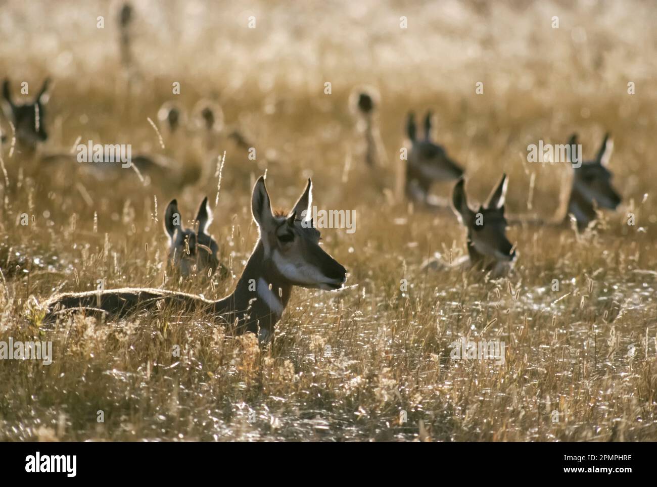 Herd of Pronghorn antelope (Antilocapra americana) at rest in a grassy field, Lamar Valley, Yellowstone National Park, Wyoming, USA Stock Photo