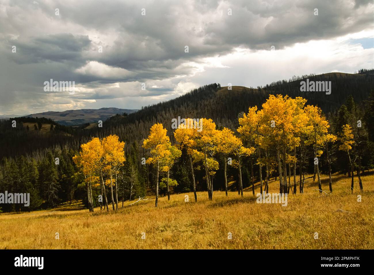 Autumn along Blacktail Plateau Drive, looking south to Absaroka Range