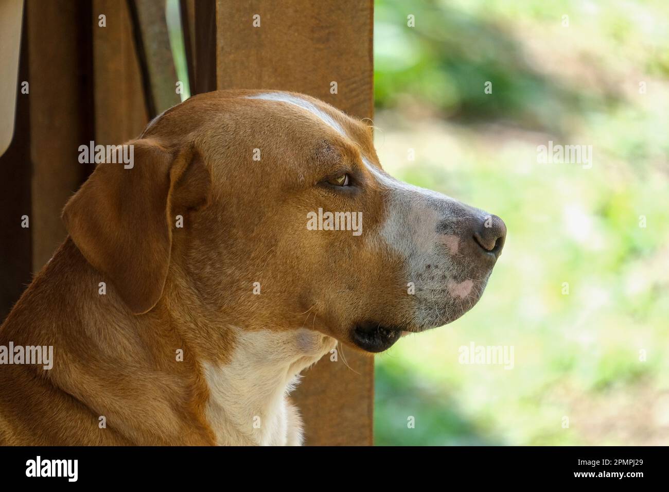 Close up brown white dog face with isolated background. Selective focus of dog. Available for