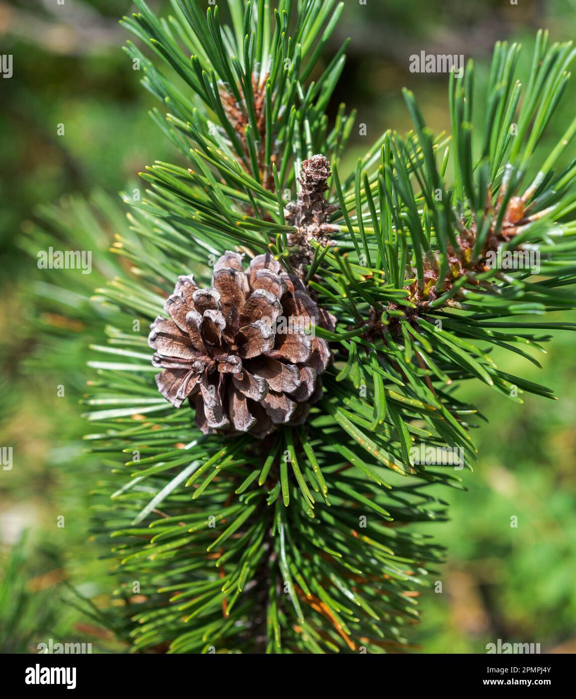 Detail of leaves, branches and cones of Dwarf Mountain pine, Pinus mugo. Photo taken in the Mieming Range, State of Tyrol, Austria. Stock Photo