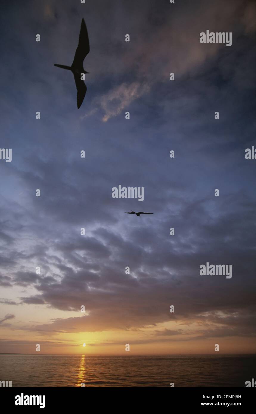 Birds float on the breeze over the water at sunset; Fernandina Island, Galapagos Islands, Ecuador Stock Photo