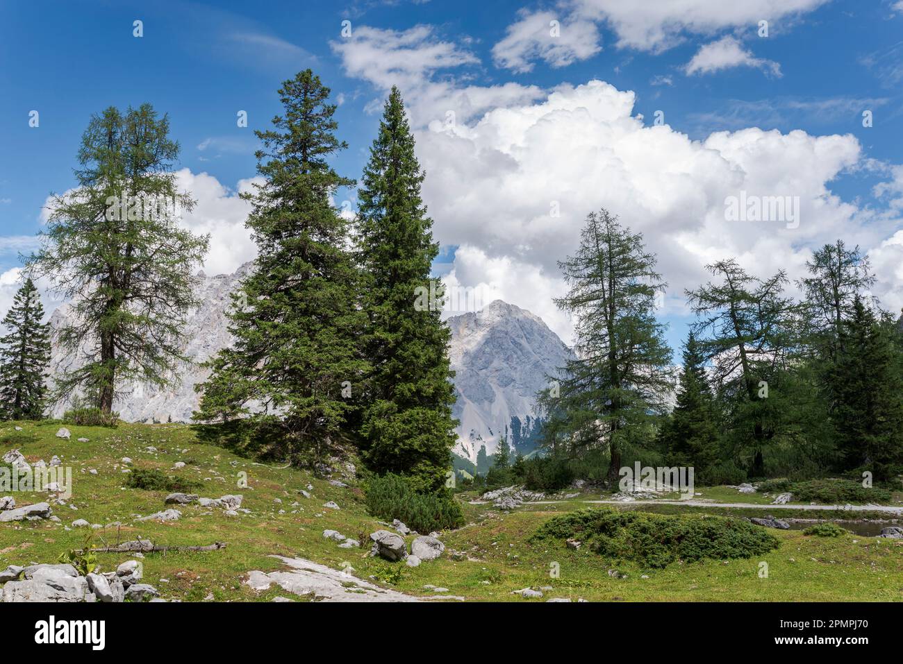Meadows and forest of Norway spruce, Picea abies, in the Mieming Range, State of Tyrol, Austria Stock Photo