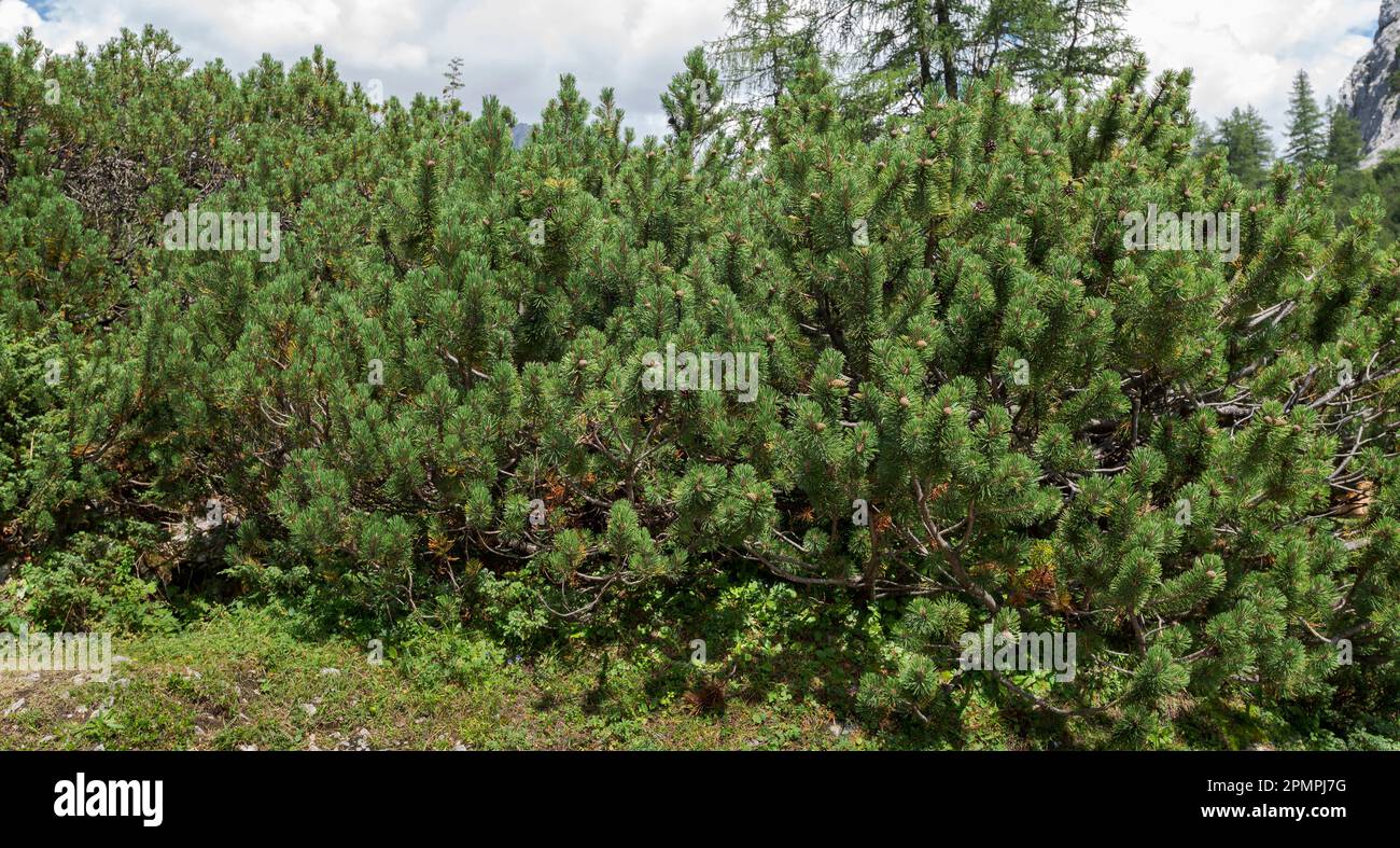 Bushes with Dwarf Mountain pine, Pinus mugo. Photo taken in the Mieming Range, by de Seebensee lake, State of Tyrol, Austria. Stock Photo
