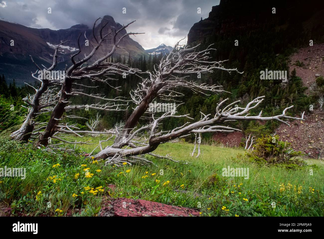 Dead tree, Glacier N.P., Montana Stock Photo Alamy