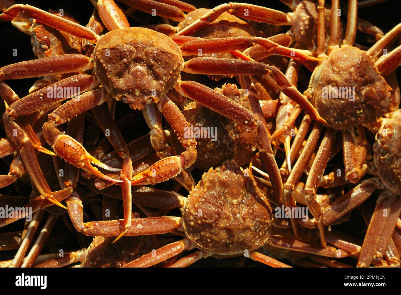 Fisherman's catch of king crab; Cape Breton, Nova Scotia, Canada Stock Photo