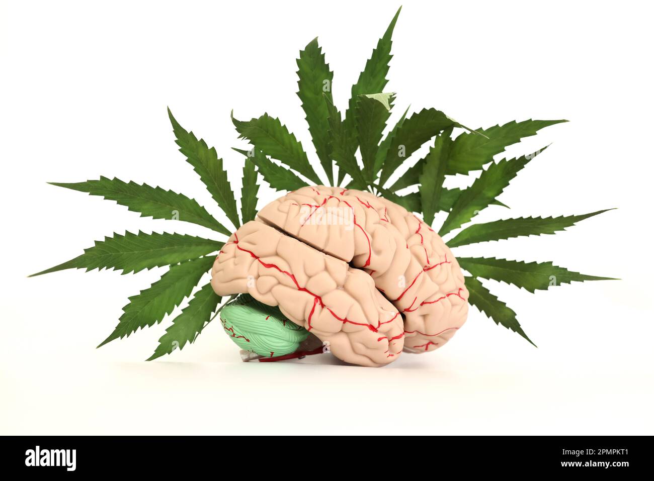 Model of human brain with nerves and fresh cannabis leaves stock photo