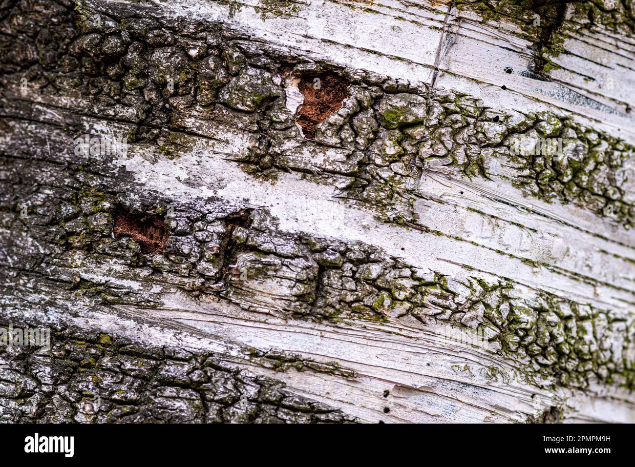 A birch tree trunk covered in moss, with patches of its bark peeling away to reveal wood underneath Stock Photo