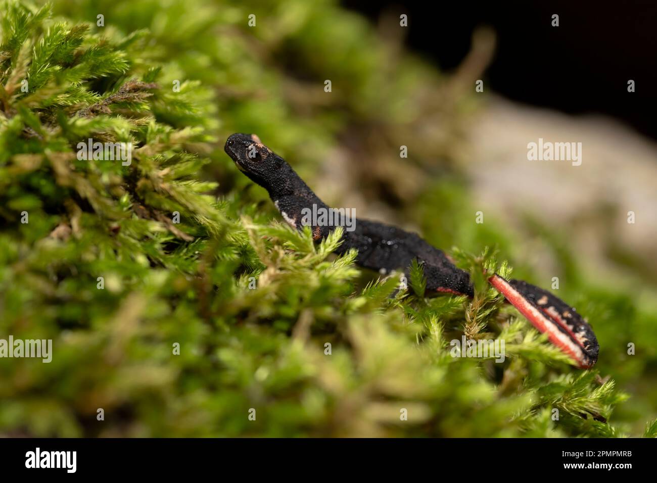 Salamadridae hi-res stock photography and images - Alamy
