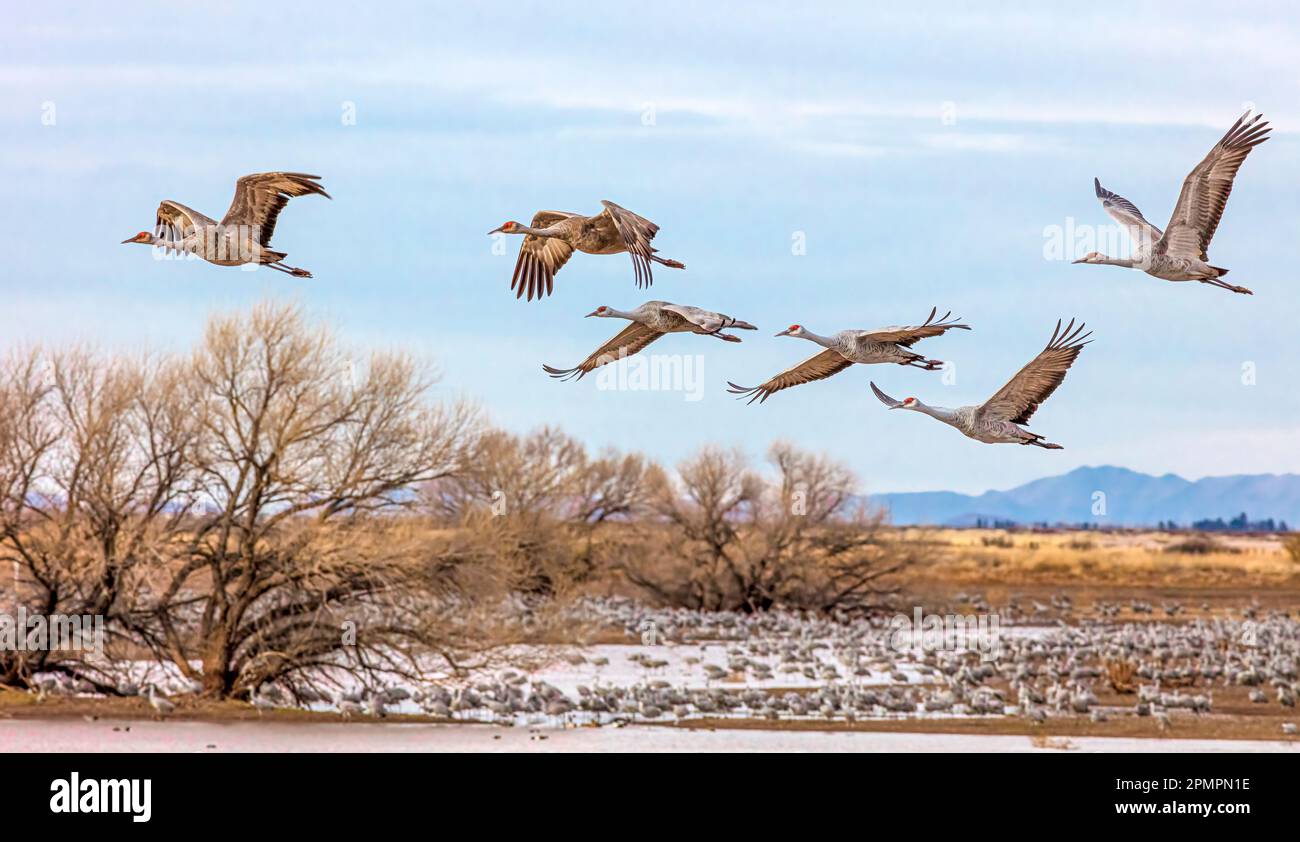 Arriving Sandhill Cranes, Antigone canadensis Stock Photo