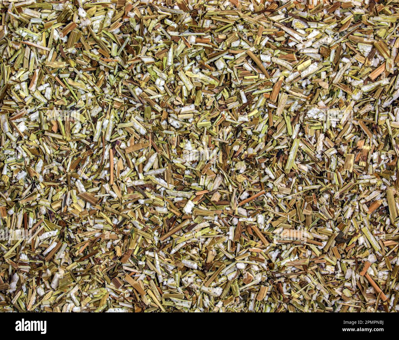 Background of dry grass succession. Herbal tea Bidens tripartita beggarticks tripartite string. The medicinal plant Bidens pilosa is called xian feng Stock Photo