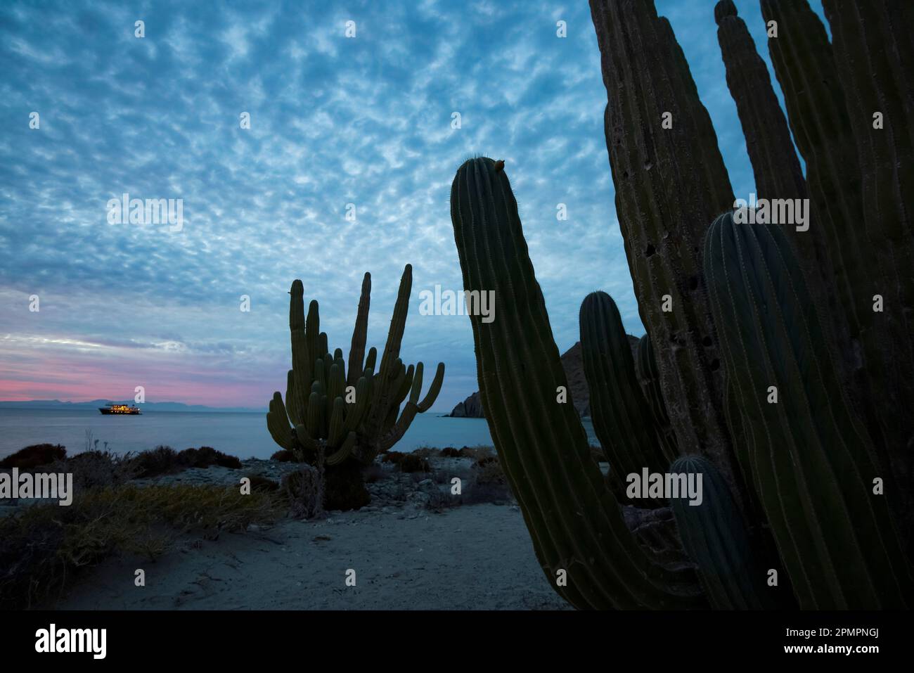Cacti stands along the edge of the ocean; Baja California, Mexico Stock Photo