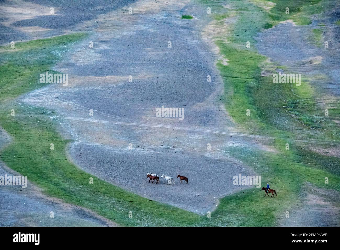 Nomadic Mongolian herder with horses on the plains of the Gobi desert ...