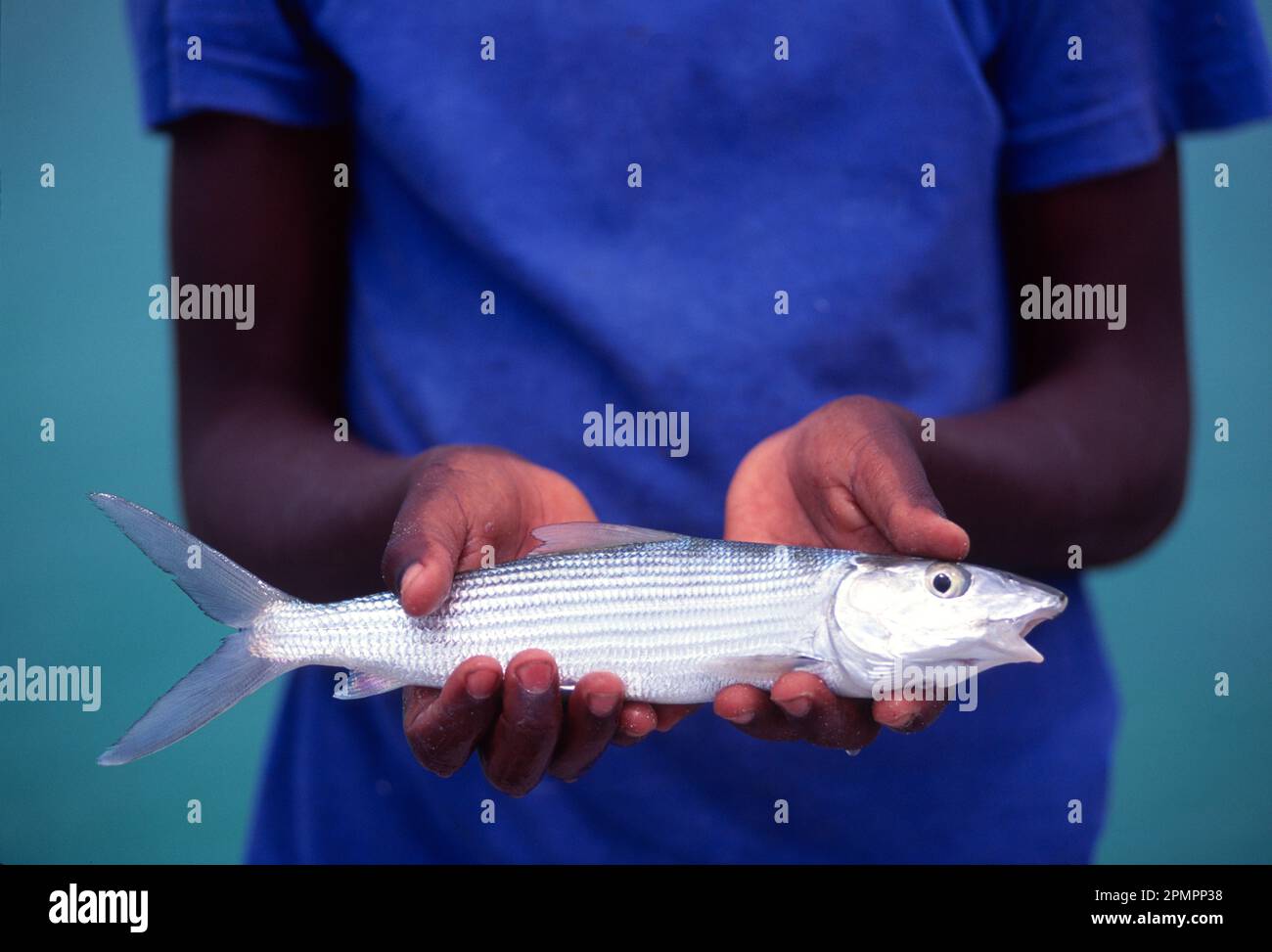 Local Bahamian boy holding small bonefish (Albula vulpes); Andros Island, Bahamas Stock Photo
