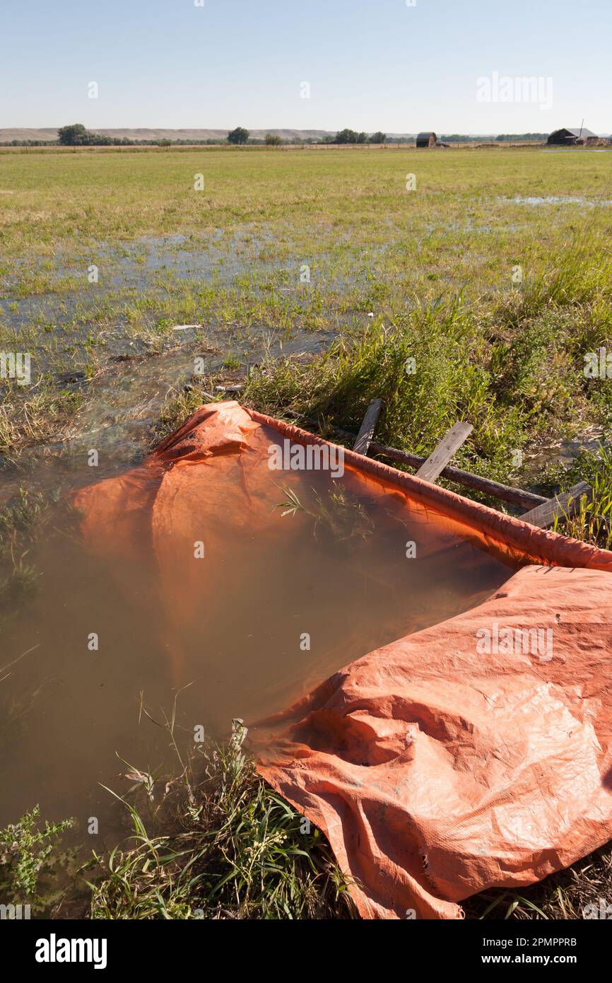Flood irrigation is the most wasteful method.. Orange fabric diverts water from a ditch to irrigate this alfalfa hay field, near Simms, MT. Stock Photo