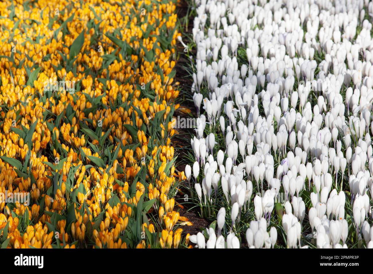Amsterdam, The Netherlands, 23 March 2023: The annual opening of the Keukenhof gardens has begun, with early spring bulbs including these yellow and w Stock Photo