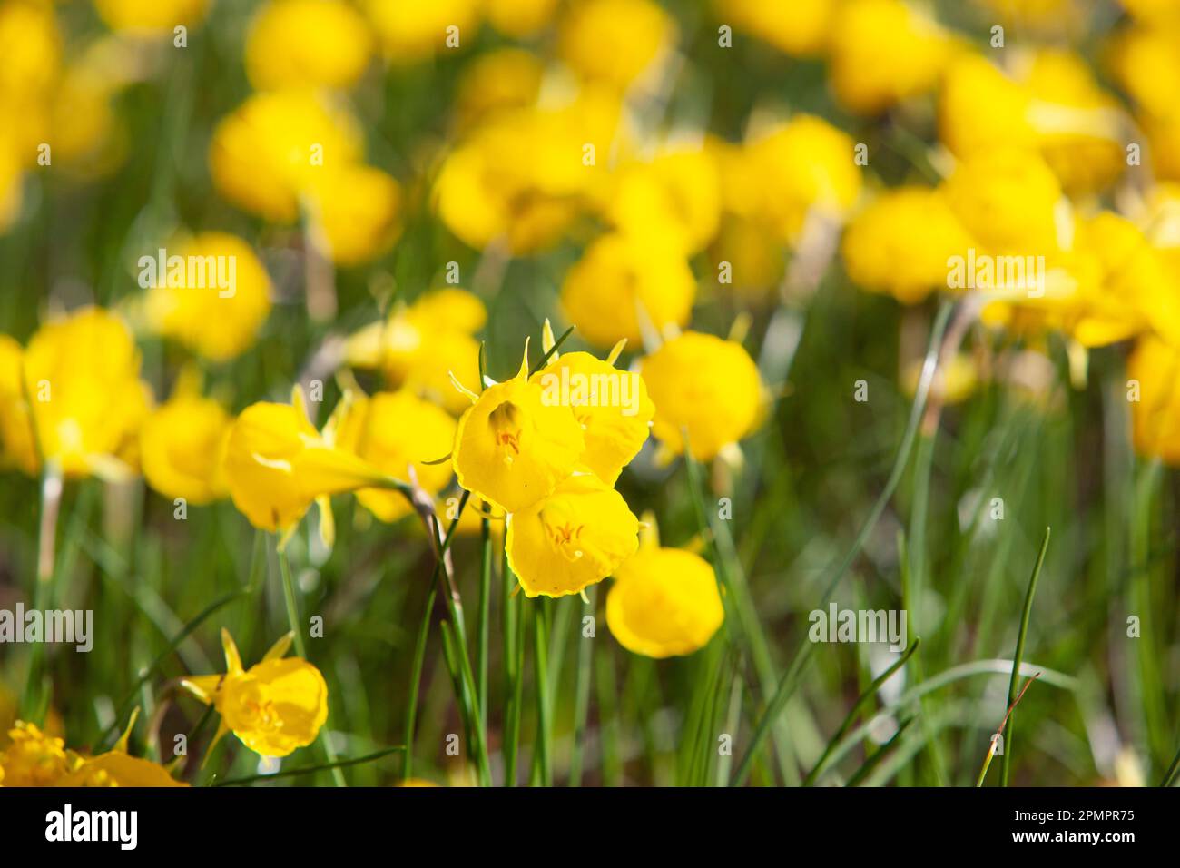 Amsterdam, The Netherlands, 23 March 2023 The annual opening of the