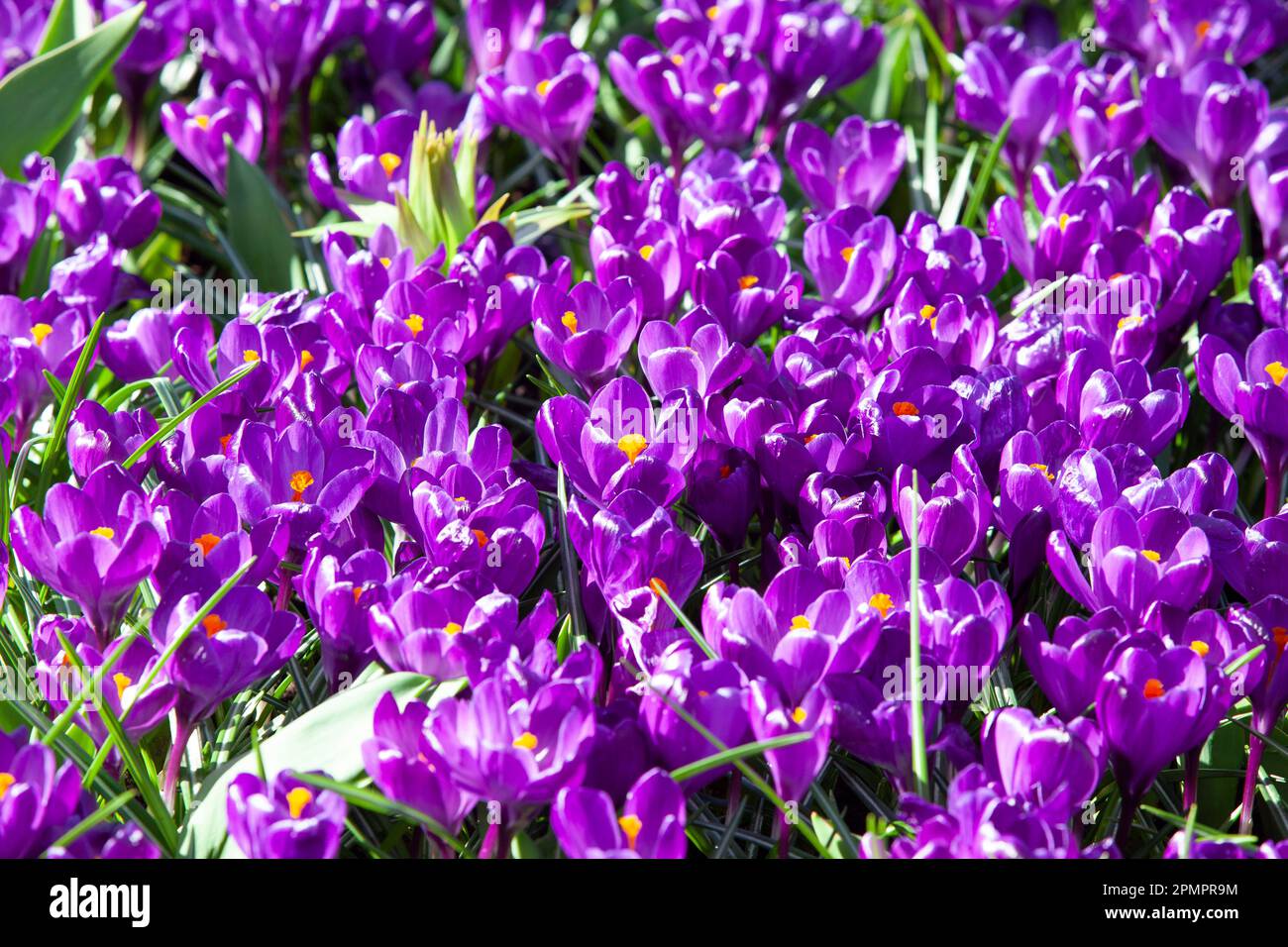 Amsterdam, The Netherlands, 23 March 2023: The annual opening of the Keukenhof gardens has begun, with spring bulbs including these densely planted tu Stock Photo