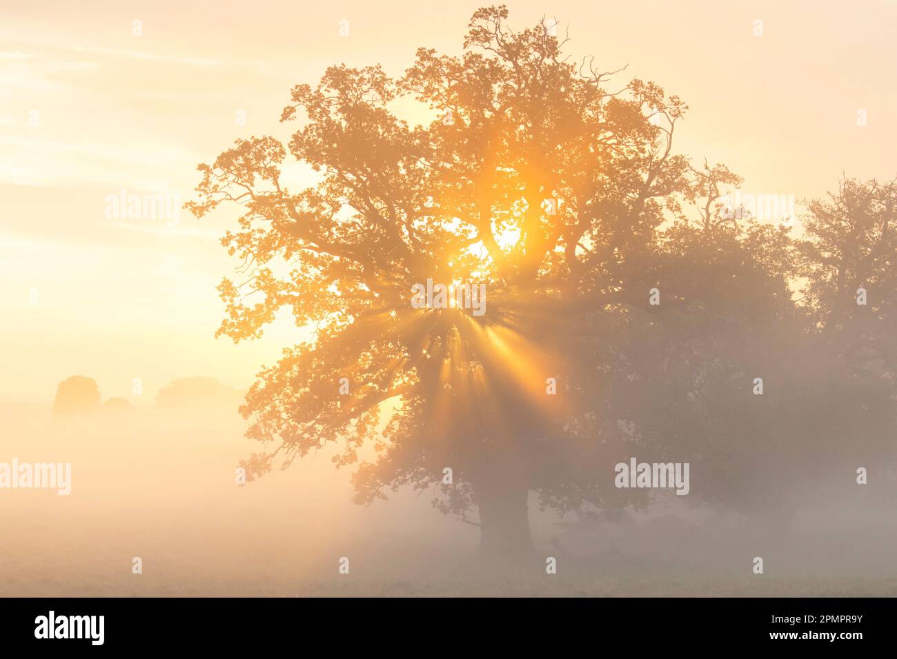 Sun shining through foliage of common oak / pedunculate oak / European oak / English oak tree (Quercus robur) in early morning fog at sunrise / dawn Stock Photo