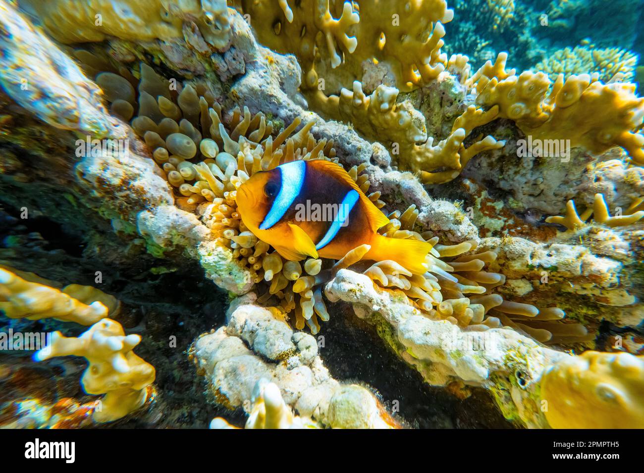 Colorful Amphiprioninae clownfish hiding in their host anemone on a tropical coral reef of the Red Sea in Ras Mohammed National Park Stock Photo