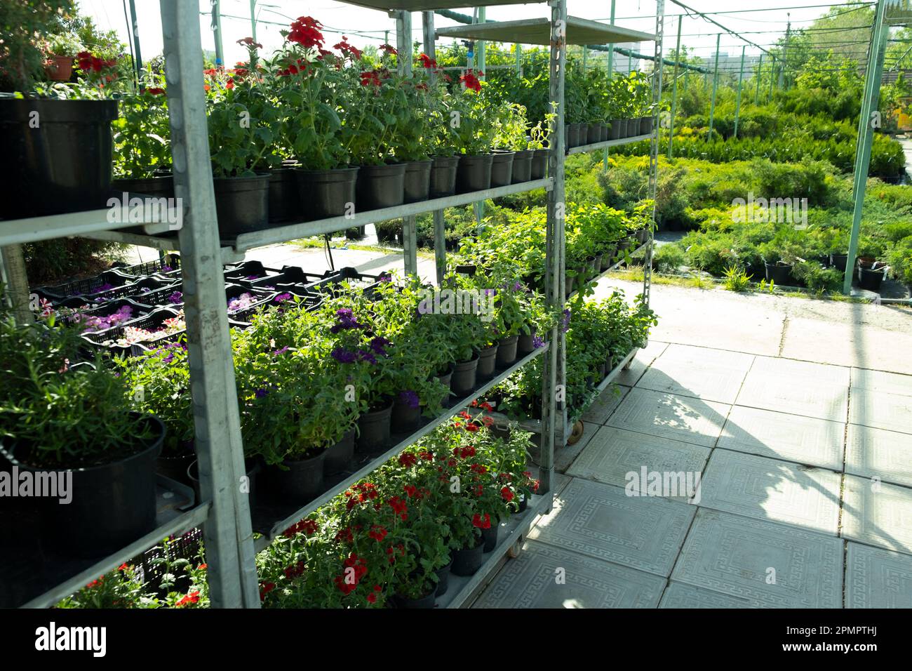 Plant nursery for sale in pots. Landscaping of the garden and terraces. Selling flower seedlings in pots. Stock Photo
