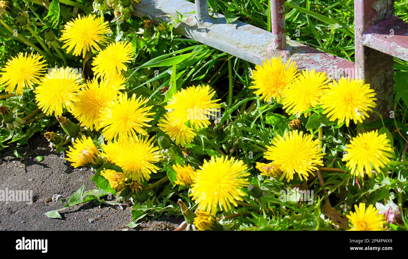 roadside dandelions Stock Photo