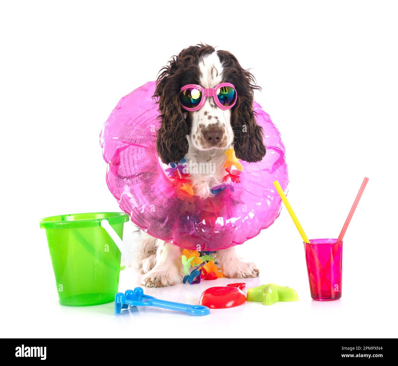 English Cocker Spaniel in front of white background Stock Photo