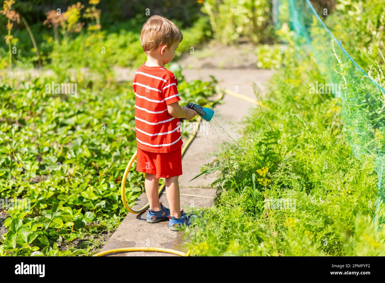 Child watering flowers and plants in garden. Little boy gardening Stock ...