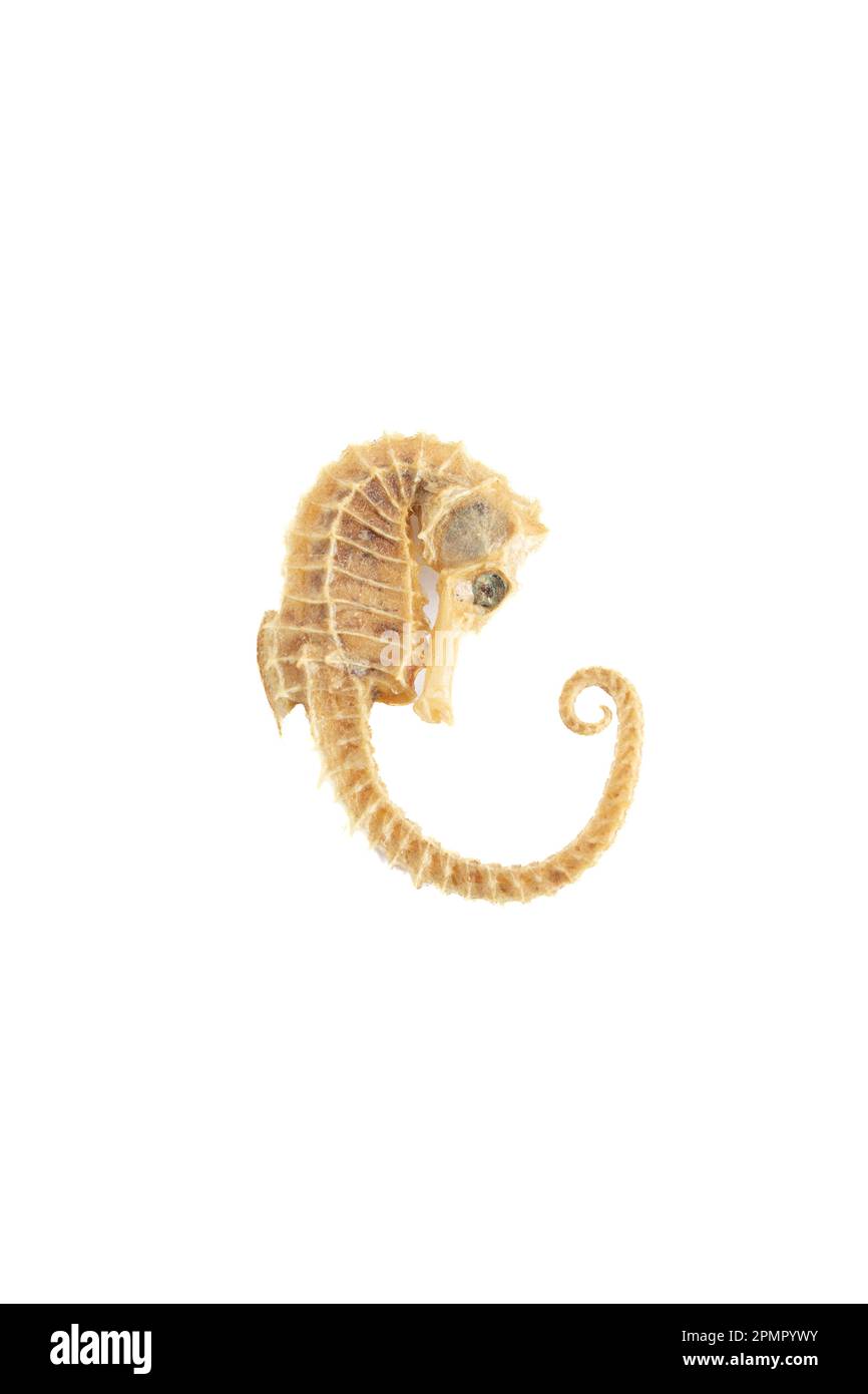 seahorse skeleton on a white background Stock Photo