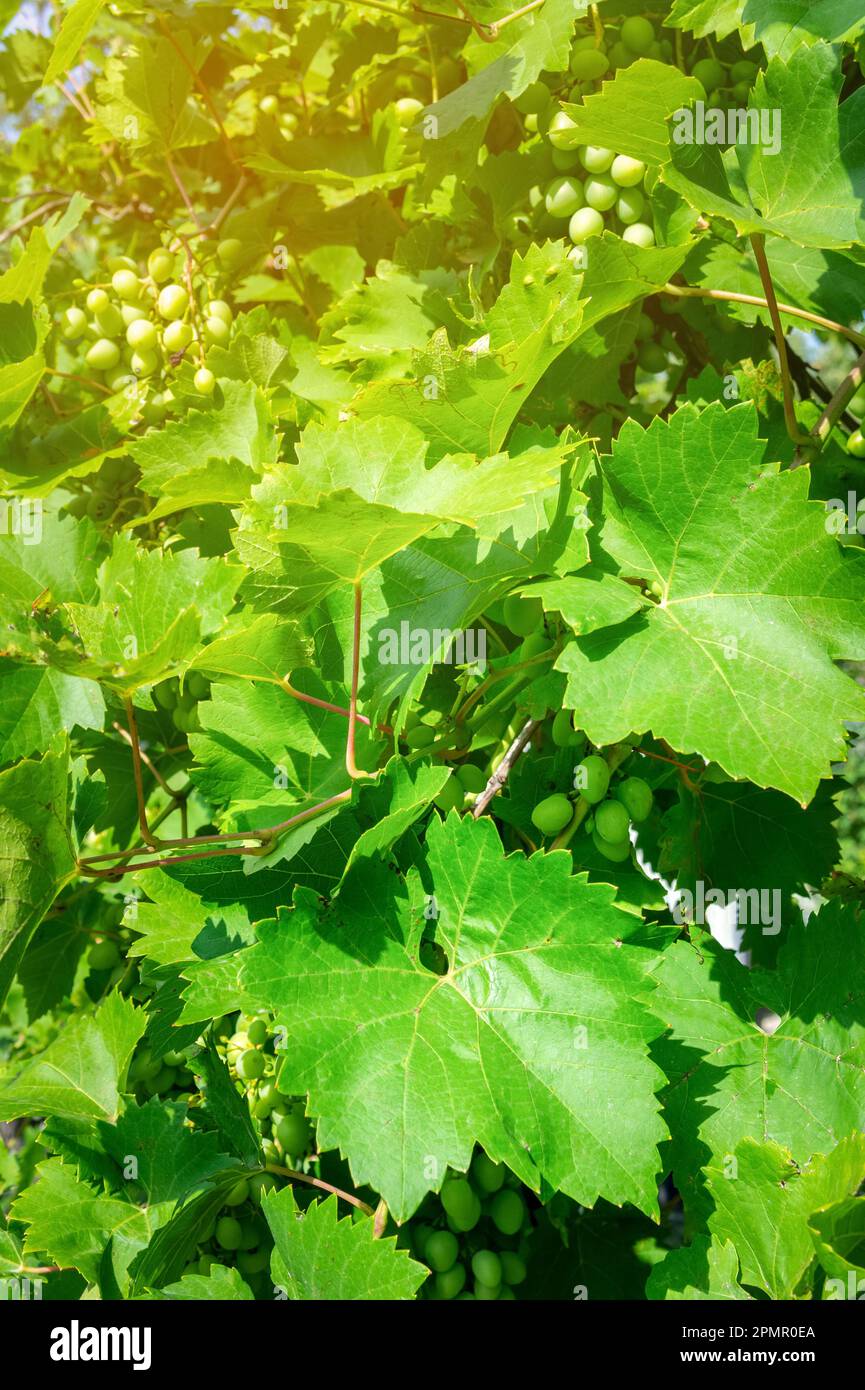 grapes, grape ripening, fruits in the process of ripening Stock Photo
