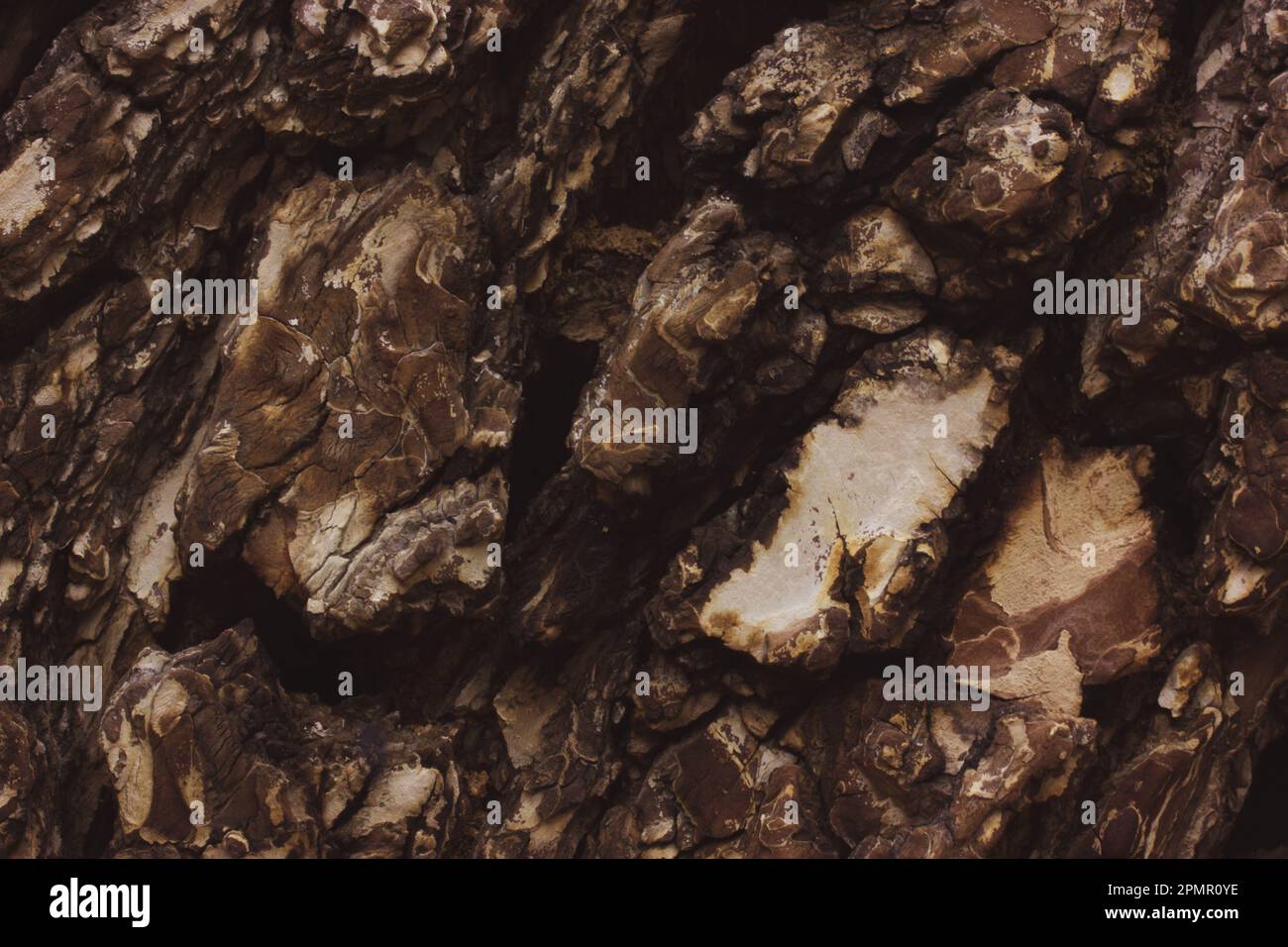 Seamless old tree bark background texture of an old pine tree. Brown ...
