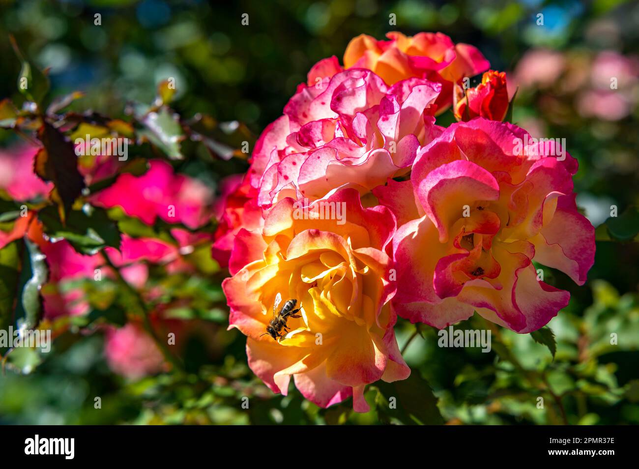 Macro shot of a fully opened pink and yellow rose (rosaceae) with a bee sitting on it. Stock Photo