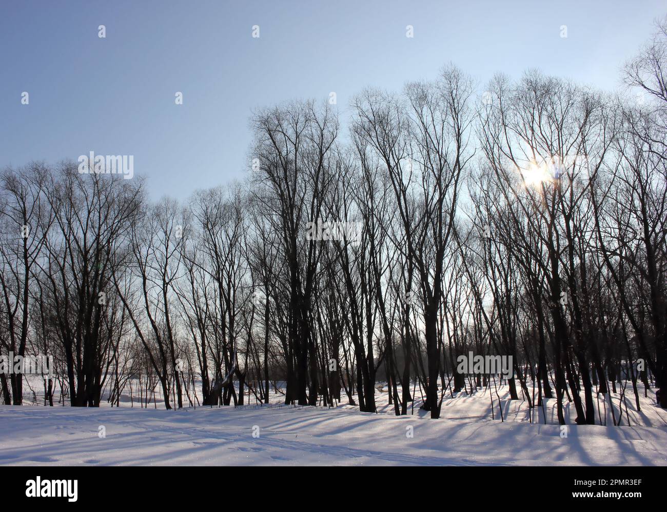 Winter park with trees in winter Stock Photo