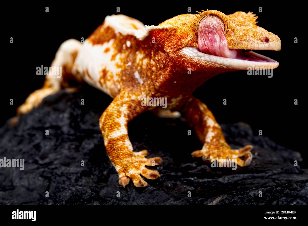 Crested gecko (Correlophus ciliatus) with tongue out. Stock Photo