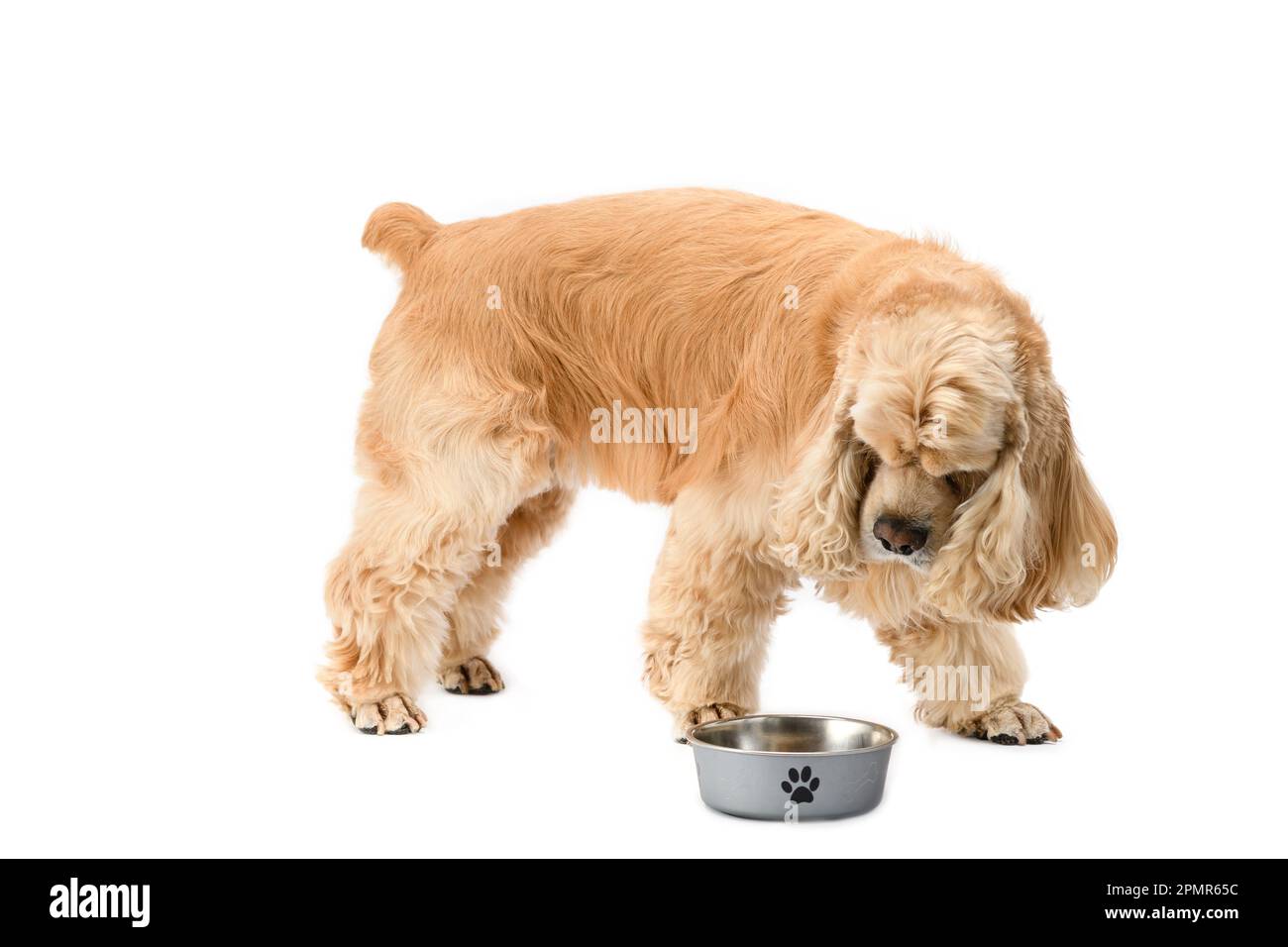 American Cocker Spaniel with a feeding bowl isolated on a white background.  The dog looks into his bowl Stock Photo - Alamy