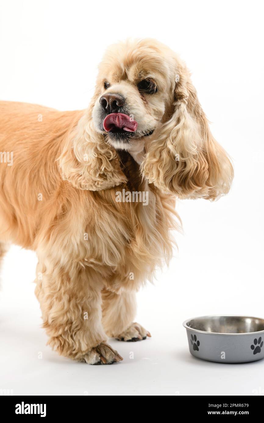 American Cocker Spaniel eating dry food from a metal bowl isolated on