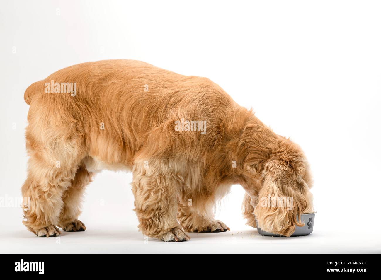 American Cocker Spaniel eating dry food from a metal bowl isolated on