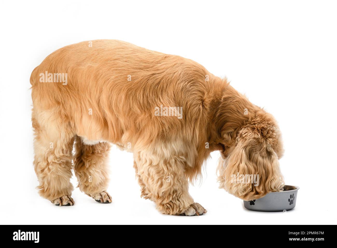 American Cocker Spaniel eating dry food from a metal bowl isolated on