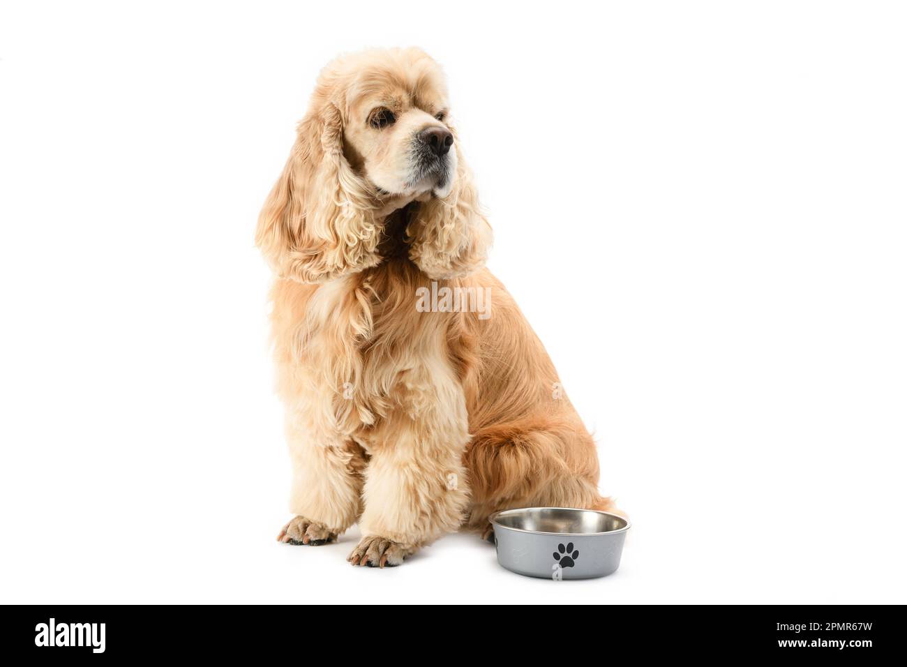 Cocker spaniel feeding bowls sales
