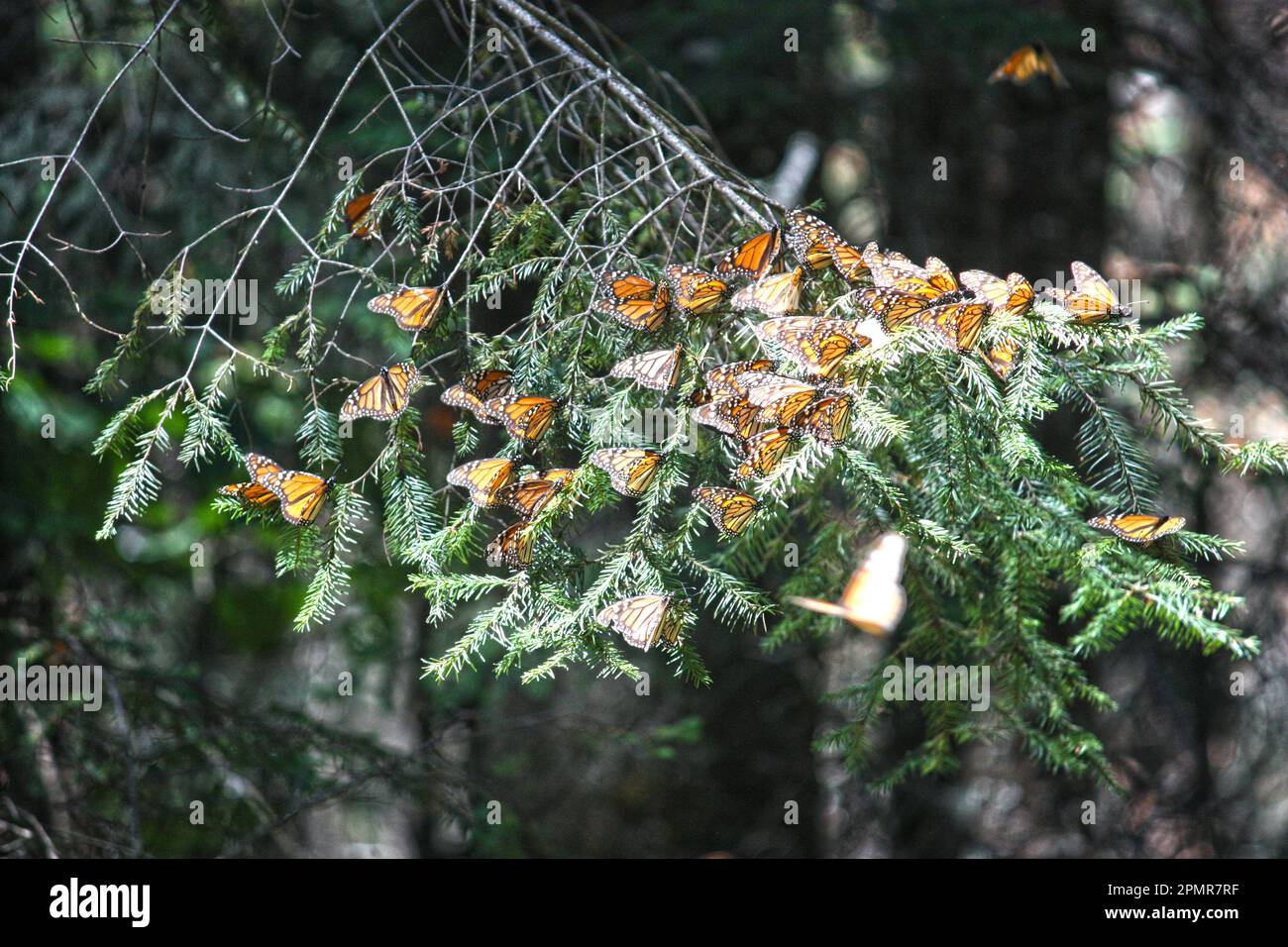 Clustered monarchs hi-res stock photography and images - Alamy