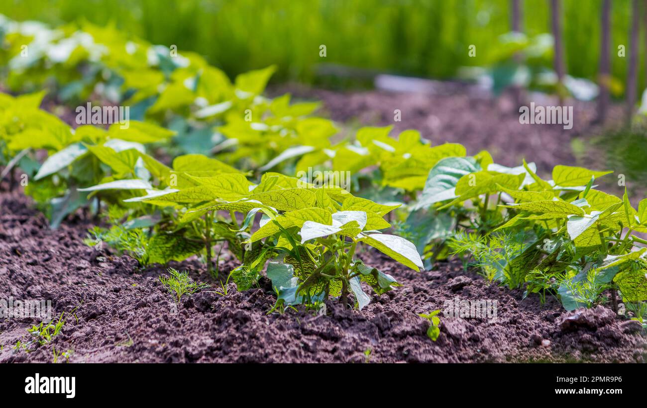Lowgrowing kidney bean plants in a bed. Home gardening Stock Photo Alamy