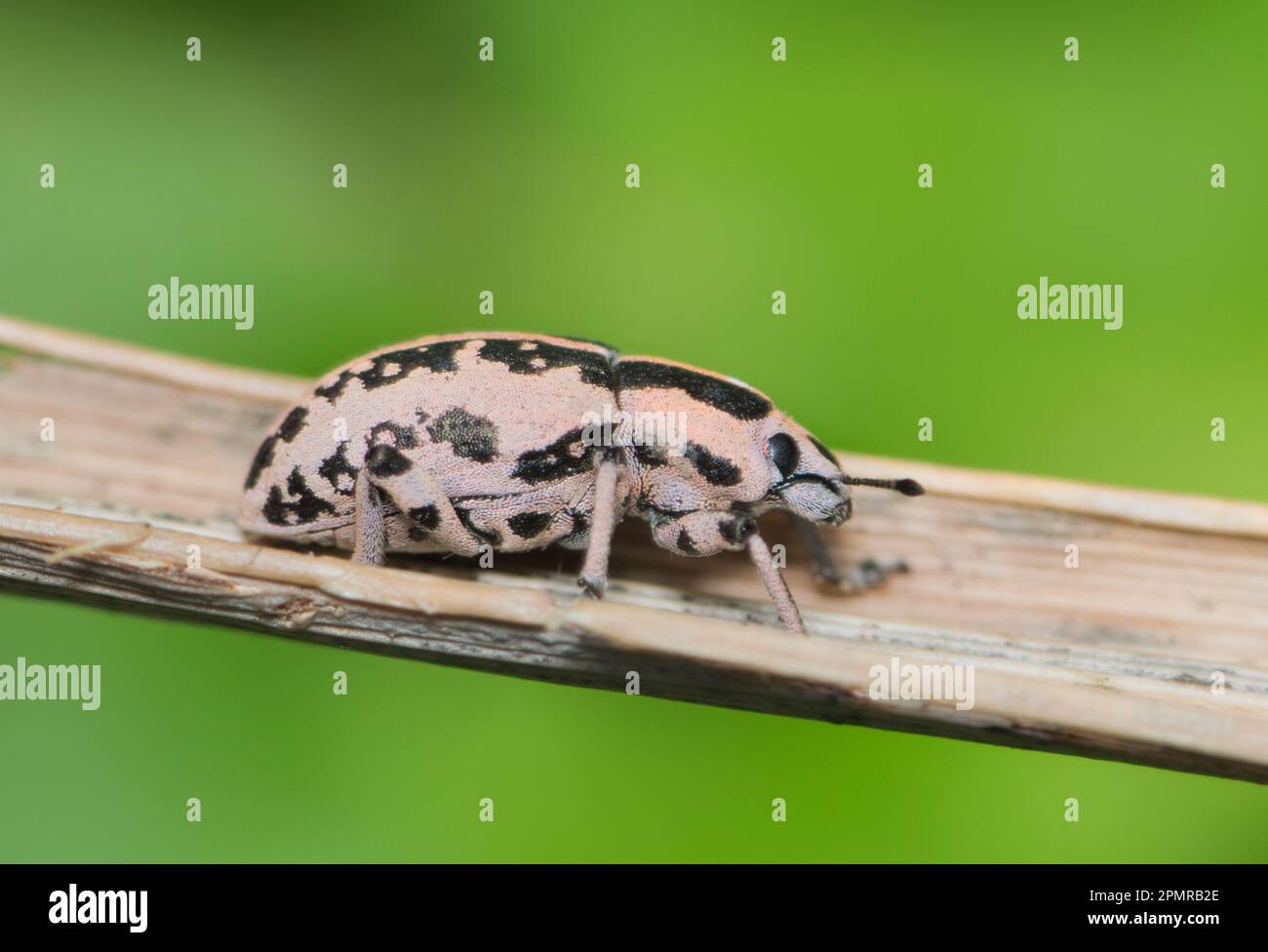 Sesbania Clown Weevil (Eudiagogus rosenschoeldi) on a plant stem. Found in the USA, they are not considered a destructive pest species. Stock Photo