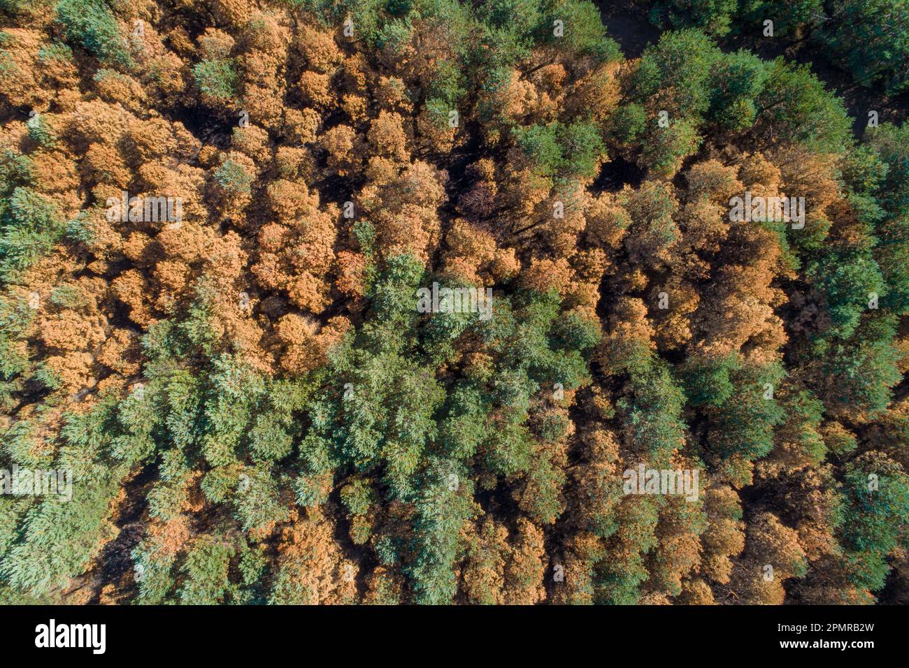 An aerial view of a stunning forest with vibrant fall colors Stock ...