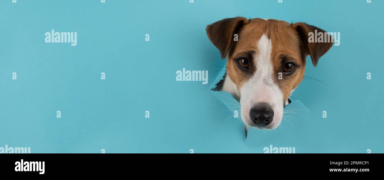 Funny dog muzzle jack russell terrier sticks out of a hole in a blue