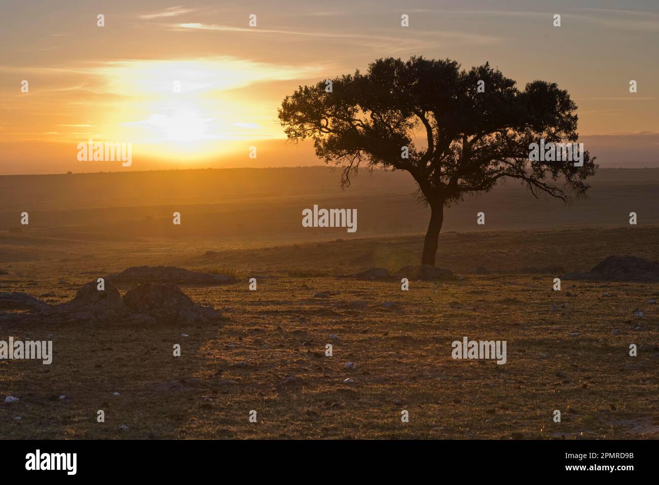 Holm oak (Quercus ilex) at sunrise, Extremadura, Spain Stock Photo