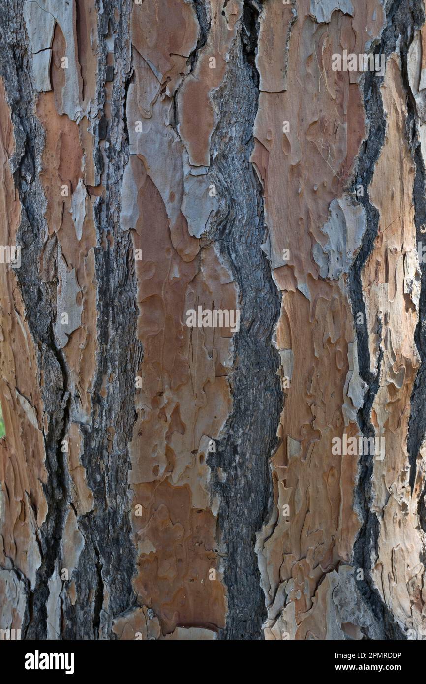 Bark of a pine tree (Pinus pinaster), Andalusia, Spain Stock Photo