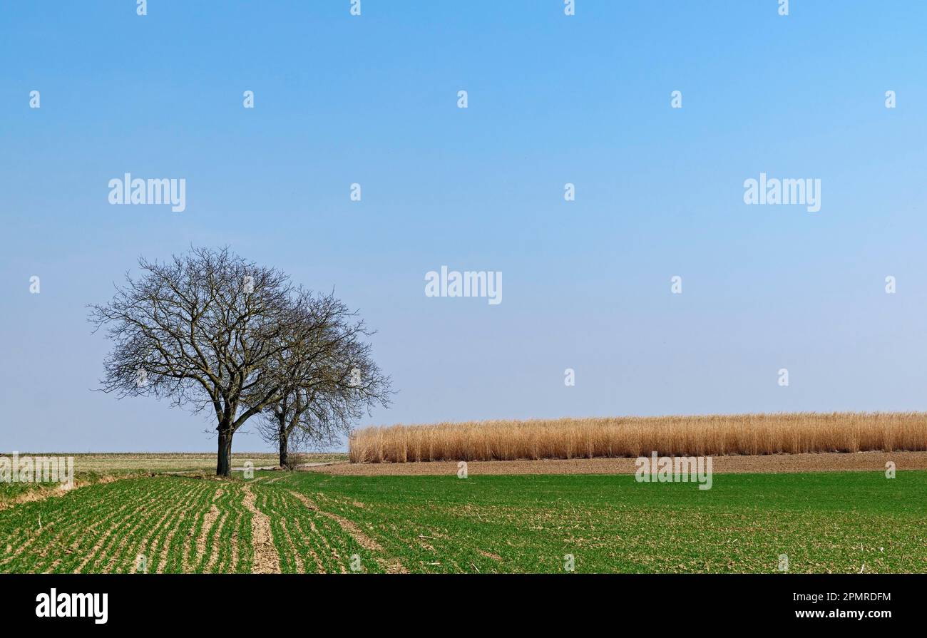 Field with giant Chinese reed (Miscanthus x giganteus) Stock Photo