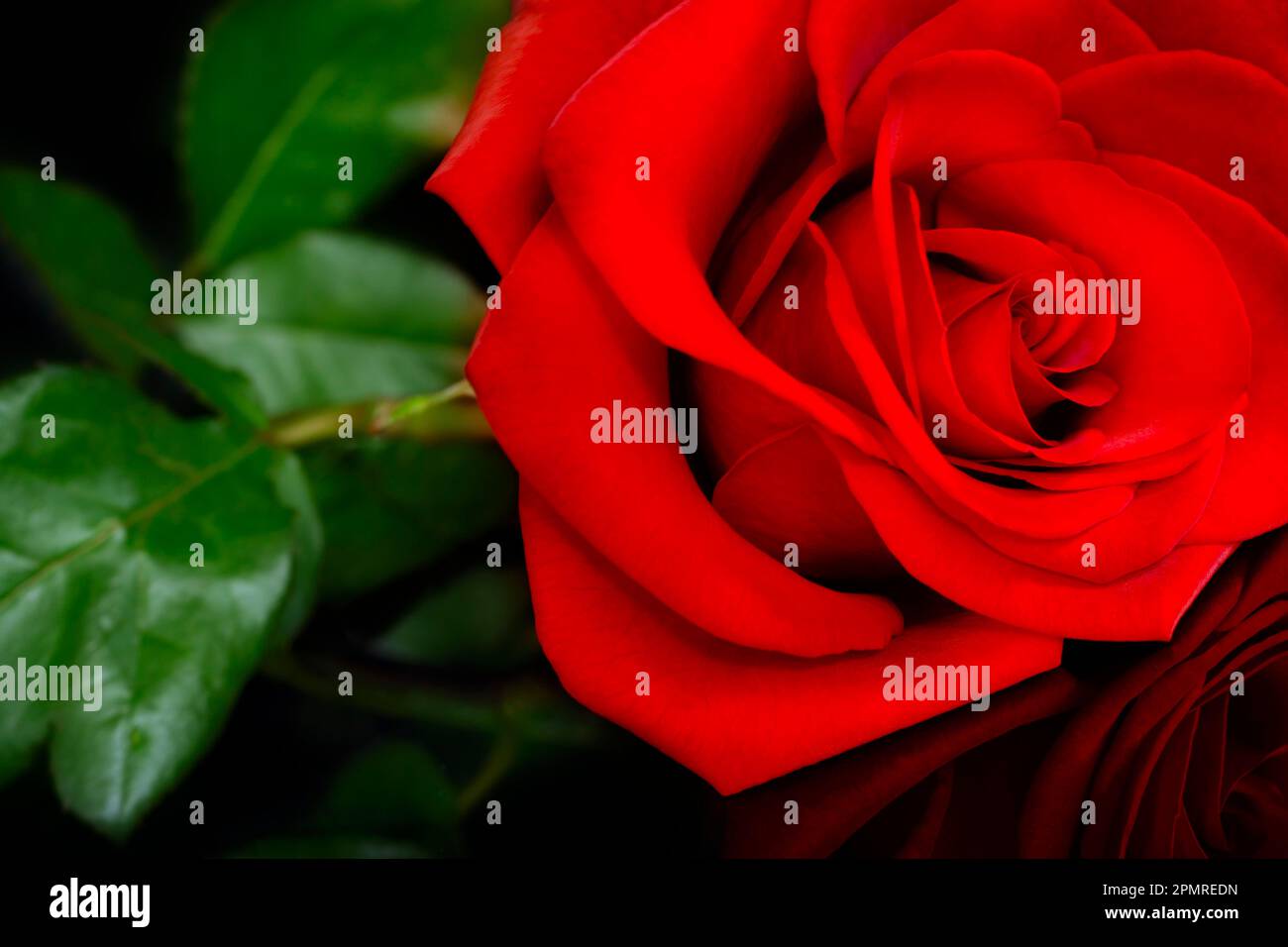 Lying red rose on black underground Stock Photo - Alamy