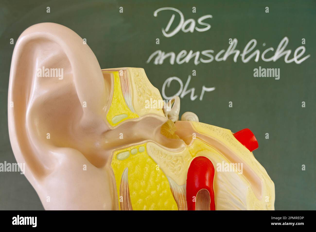 Sectional view of a human ear in front of a blackboard with the German text Stock Photo