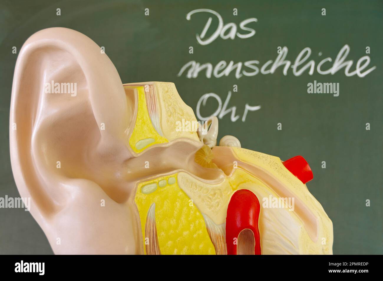 Sectional view of a human ear in front of a blackboard with the German text Stock Photo Alamy